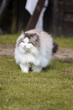 Bild "Kater:edgar_190624a.jpg"