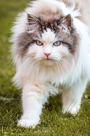 Bild "Kater:edgar_190624b.jpg"