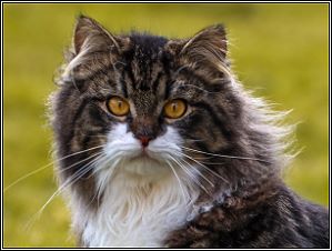 Bild "Kitten:papa_oreo.jpg"