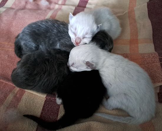 Bild "Kitten:q_190624.jpg"