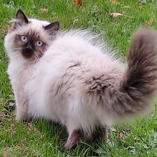 Bild "Kitten:qiyana2.jpg"