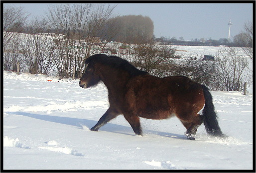 Bild "Unsere Pferde:2.jpg"